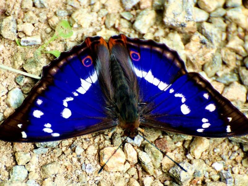 Fauna NP Podyjí - Batolec duhový. (c) A.Kinc