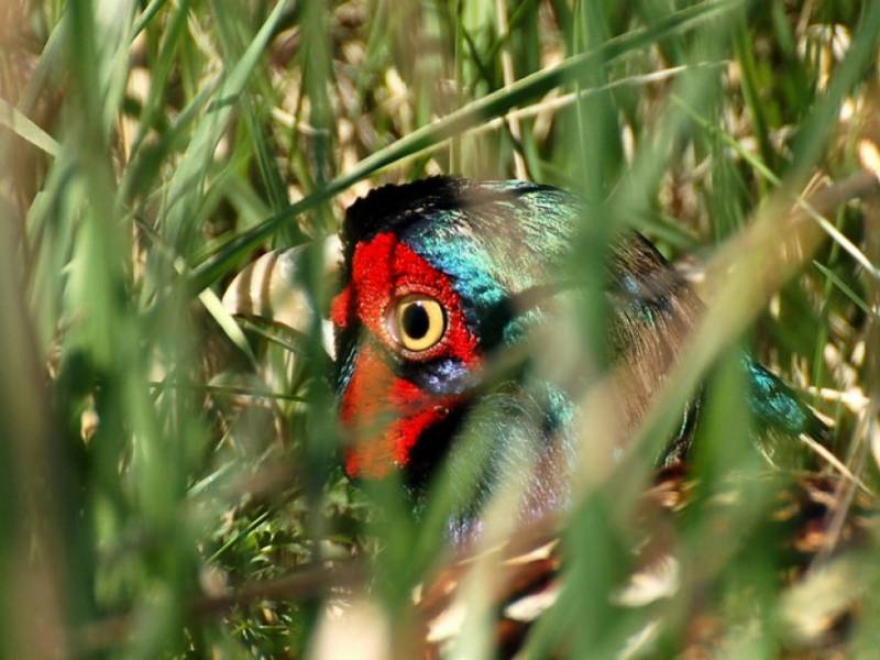 Fauna NP Podyjí - Bažant. (c) A.Kinc
