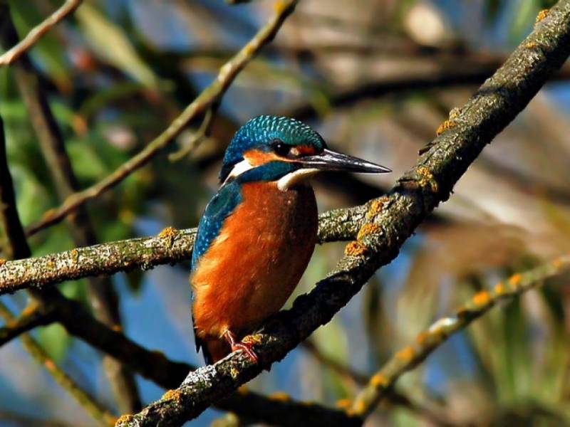 Fauna NP Podyjí - Fešák ledňáček. (c) A.Kinc