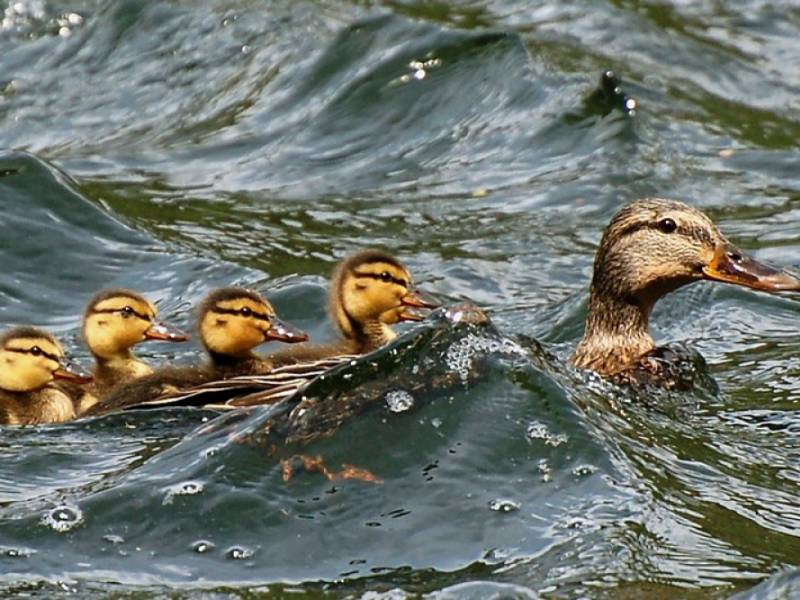 Fauna NP Podyjí - Kachní rodinka. (c) A.Kinc