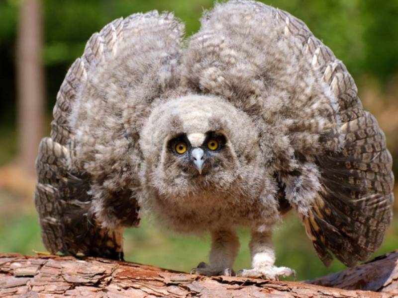Fauna NP Podyjí - Mladý kalous ušatý. (c) A.Kinc