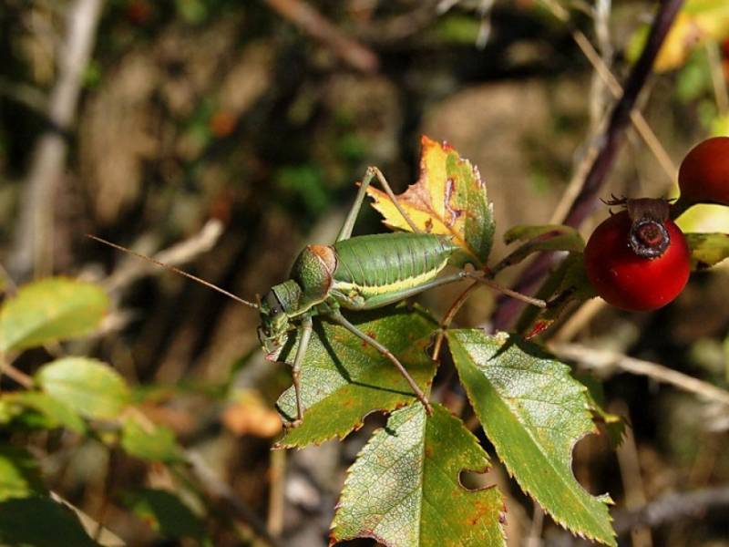 Fauna NP Podyjí - Kobylka révová. (c) A.Kinc