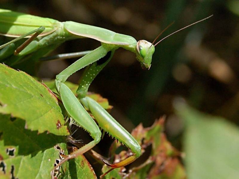 Fauna NP Podyjí - Kudlanka nábožná. (c) A.Kinc