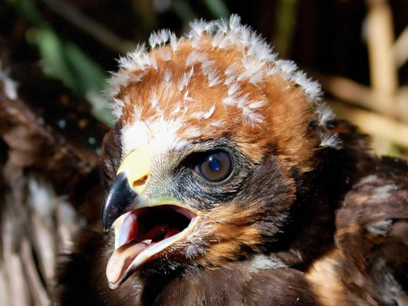 Fauna NP Podyjí - Pochop rákosní - mládě. (c) A.Kinc