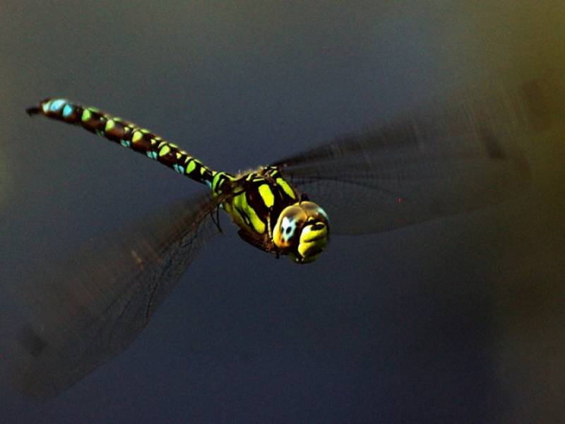 Fauna NP Podyjí - Šídlo velké. (c) A.Kinc