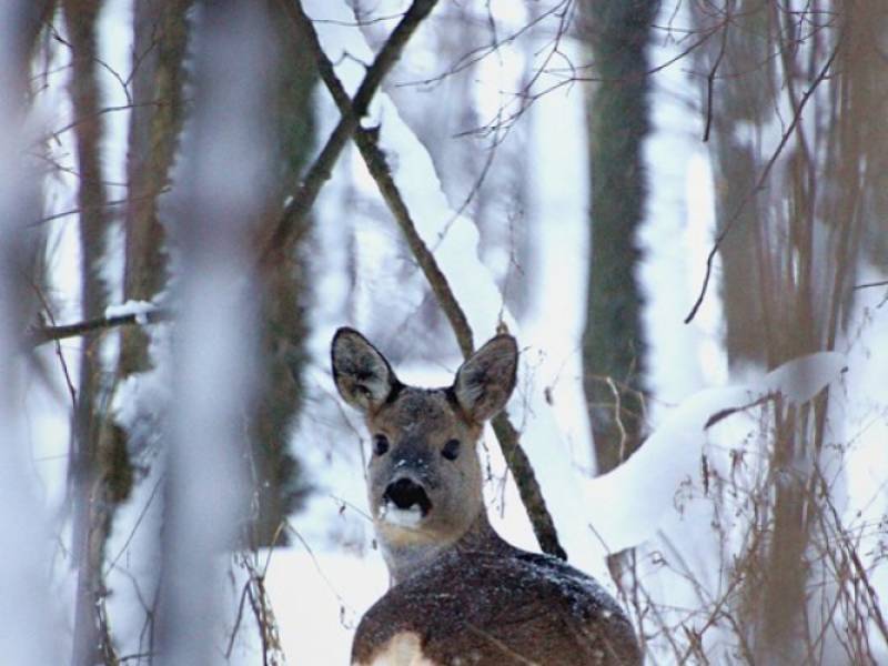Fauna NP Podyjí - Srna na Strážnici. (c) A.Kinc