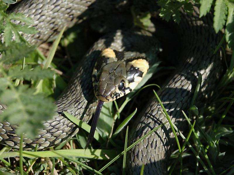 Fauna NP Podyjí - Užovka obojková. (c) A.Kinc