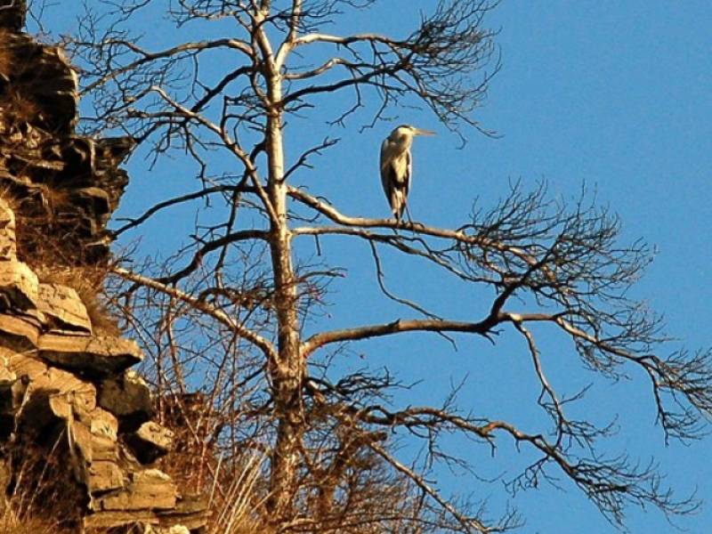 Fauna NP Podyjí - Volavka hlídkuje na vrásách. (c) A.Kinc