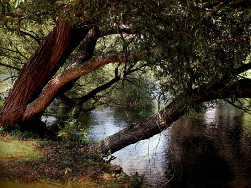 Flóra NP Podyjí - Zajímavě tvarované vrby u řeky Dyje. (c) A.Kinc