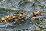 Fauna NP Podyjí - Kachní rodinka. (c) A.Kinc