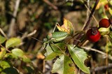 Fauna NP Podyjí - Kobylka révová. (c) A.Kinc