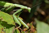 Fauna NP Podyjí - Kudlanka nábožná. (c) A.Kinc