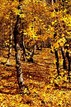 NP Podyjí - Podzim - zlato v Podyjí. (c) A.Kinc